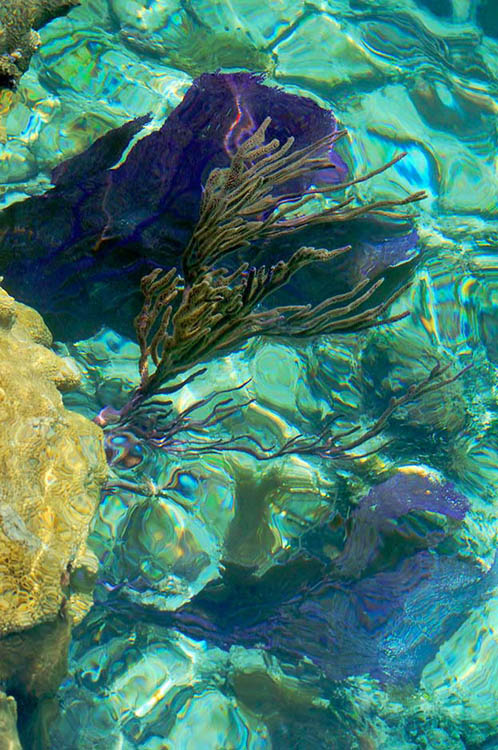 three corals see from above 