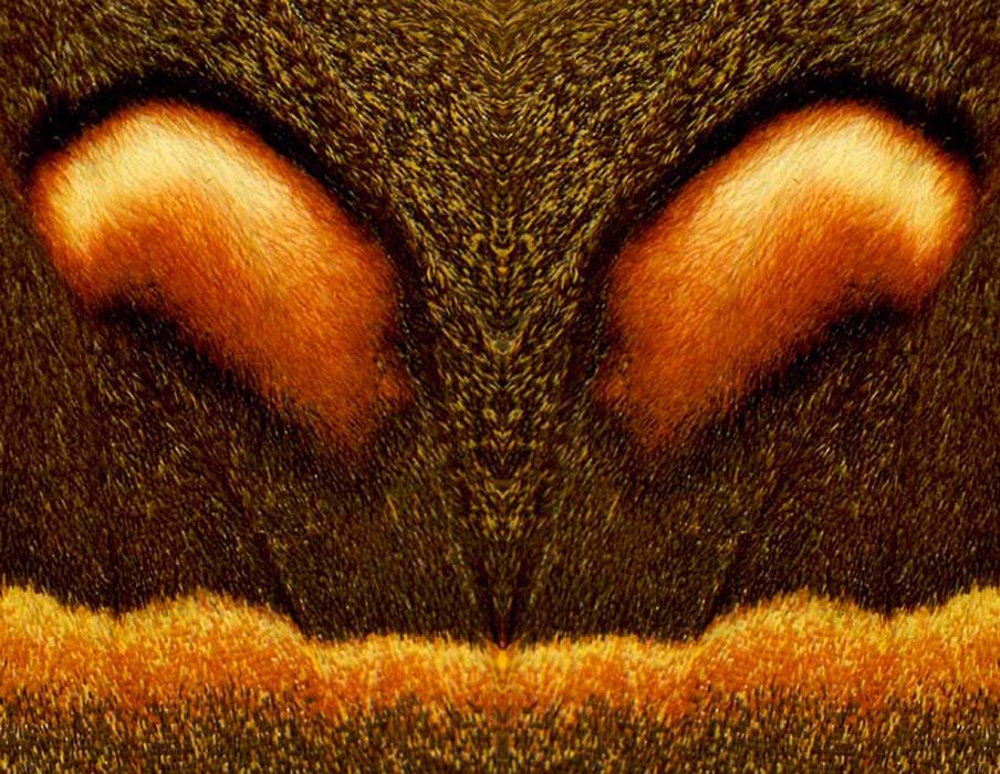 Cecropia moth wing pattern