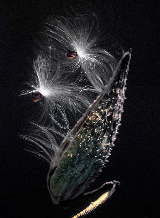 Two milkweed seeds ready to leave the pod against a black sky