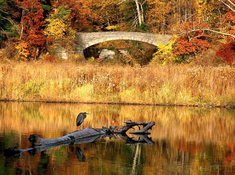 Great blue heron on Beebe Lake with in front of Sackett Bridge