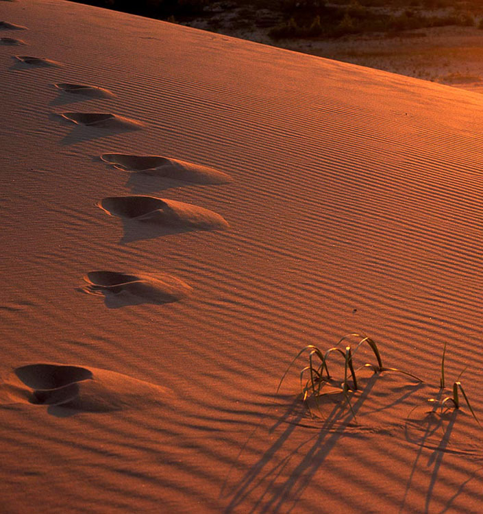 footprints in the rippled dune at Sleeping Bear Dunes National Monument