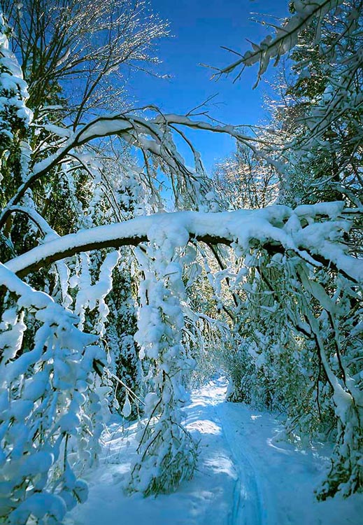 Sparkling ice covered branches adorn a snow covered ski trail on Hammond Hill, NY
