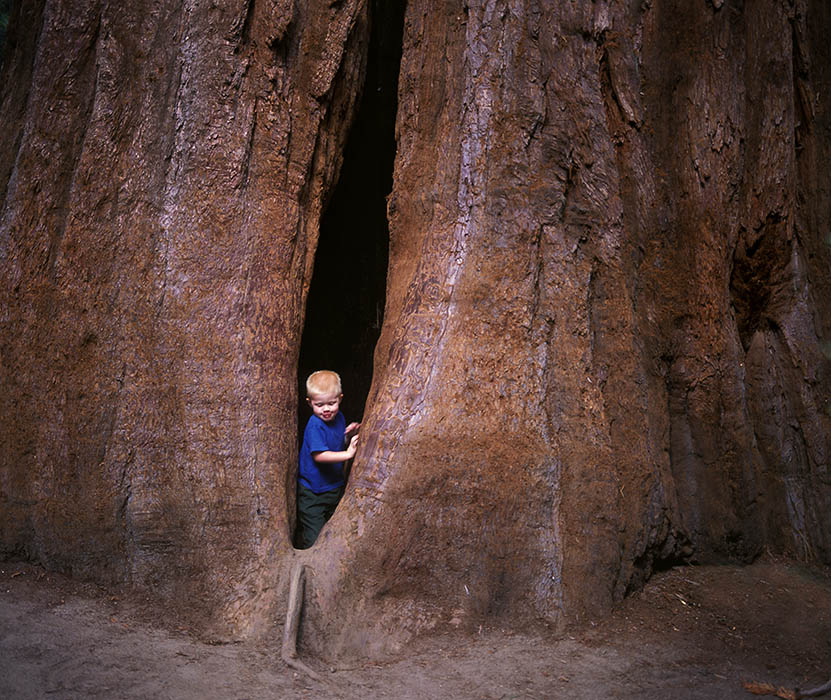 A small boy ponders how to exit the cavern in the giant sequoia