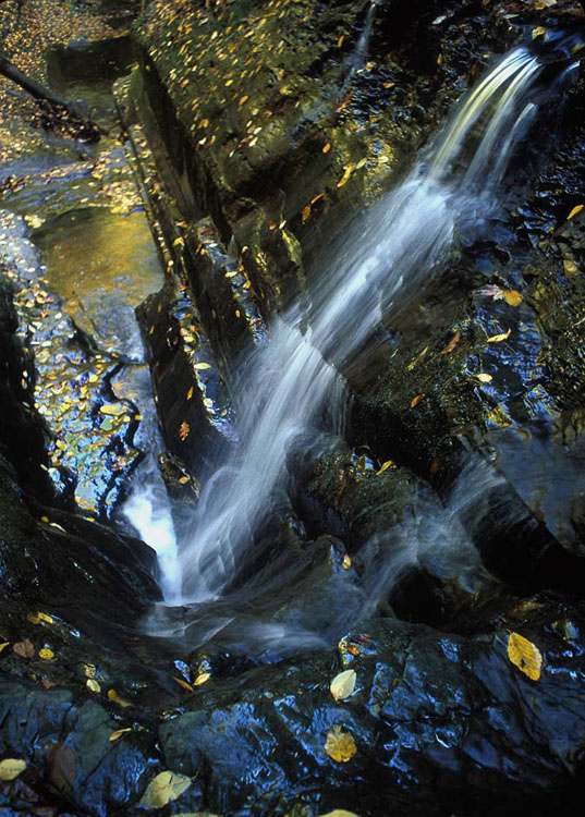 Fallen leaves decorate the waterfall at Coy Glen, Ithaca, NY
