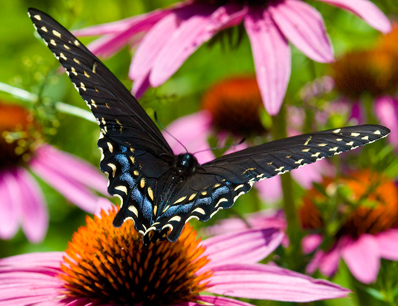 Black swallowtail on echinecea close up