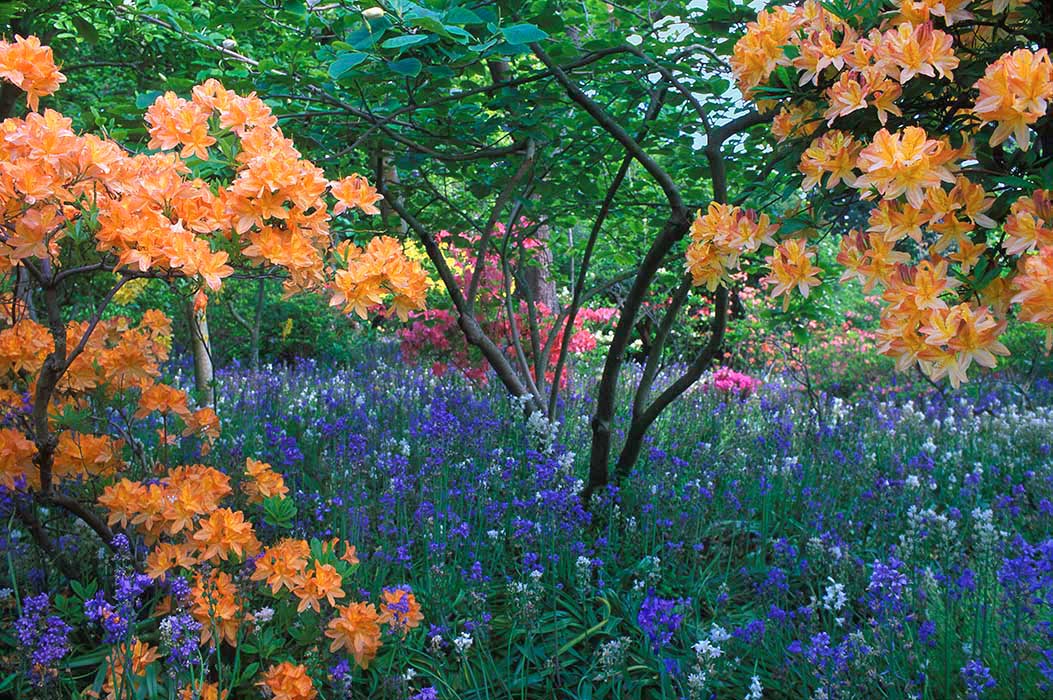 Orange Azelias frame a multitude of flowers at Christchurch Botanical Garden, NZ