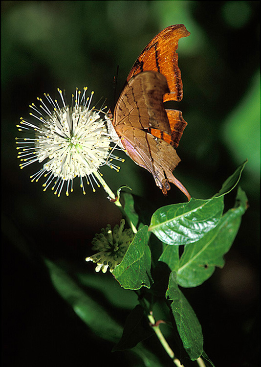 An orange and black butterfly visits a spikey blossom of a butterfly bush in Corkscrew Swamp Sanctuary, FL