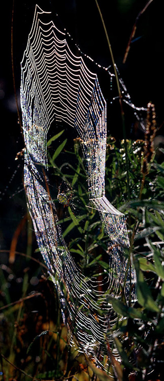 A spider sits on a dew covered web