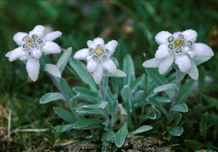 Three plants in bloomedelweiss 