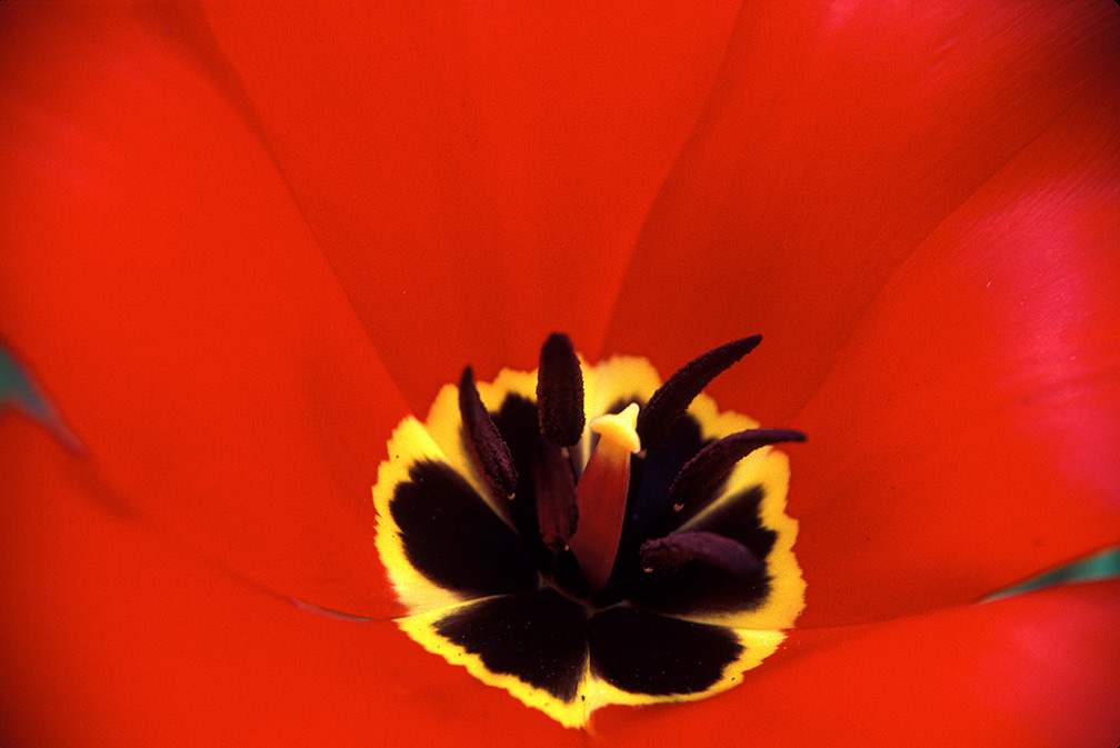 Close up of a red tulip showing pistol and stamens in black
