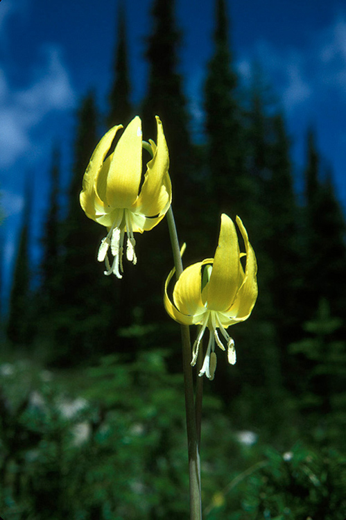 Two glacier lillies in bloom with tall evergreens on Mt; 