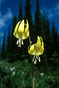 two glacier lillies and large evergreens 