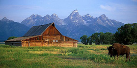 Mormon Barn, Buffalo and Tertons