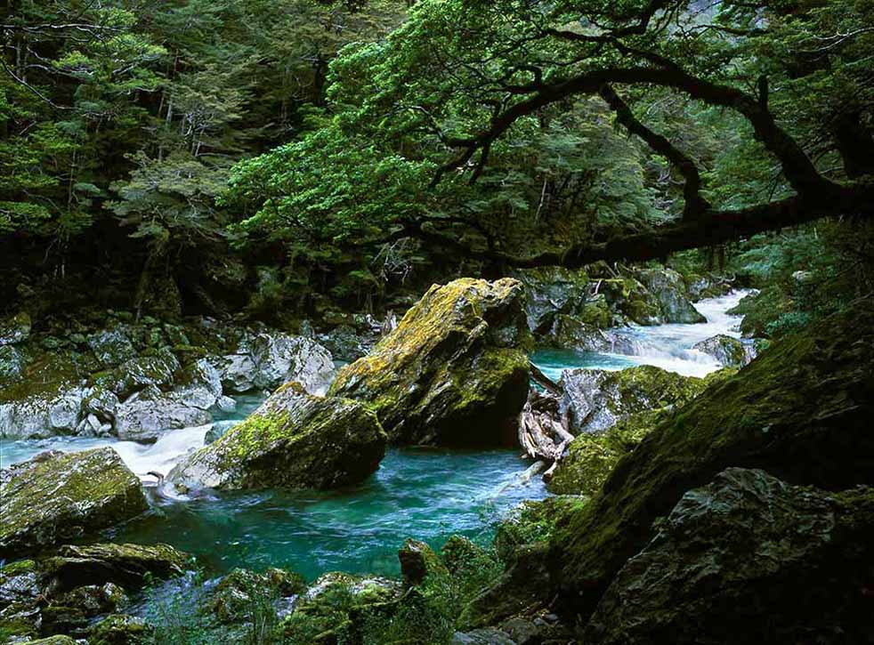 The Route Burn, a stream in a lush forest in NZ