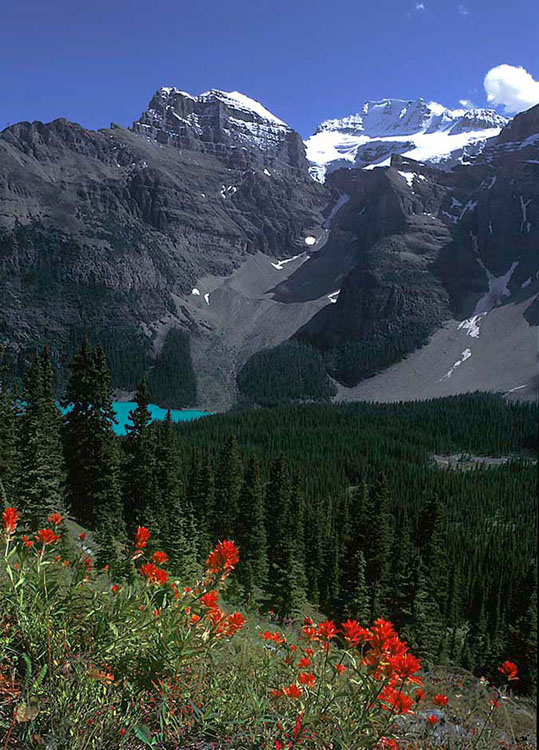 In the distance is the blue-green glacial Lake Moraine with glaciers just above, evergreens everywhere, and red indian paintbrush in the foreground near Banff, Canada
