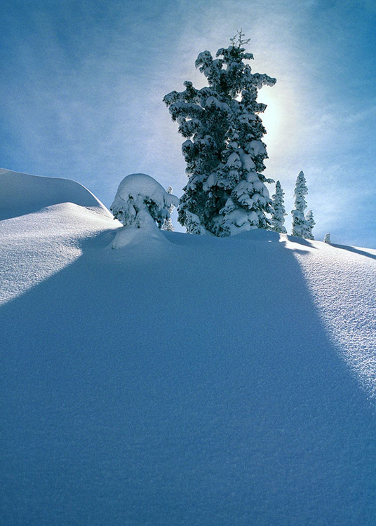 Sunlight behind large evergreens casts a shadow on glistening snow at Brighton Ski Area, UT