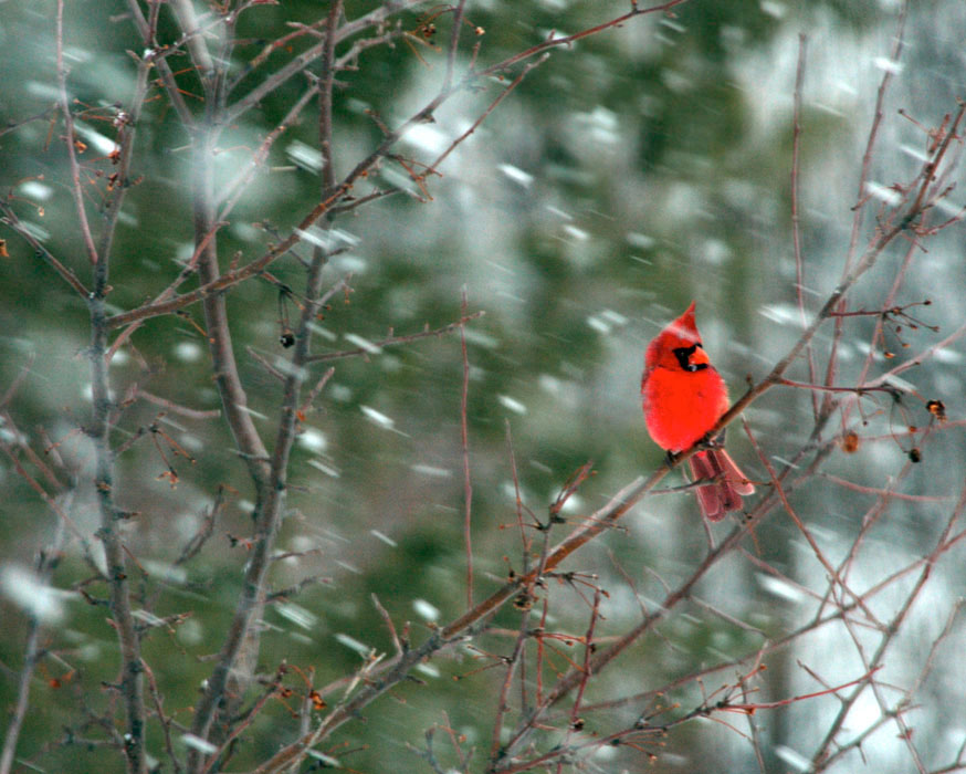Cardinal bracing against snow and wind