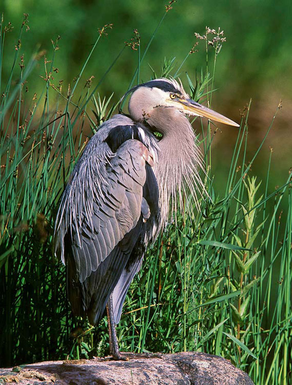A great blue heron rests on one foot near the chapel pont at Ithaca College