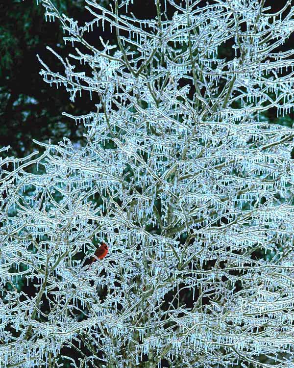 A lonely cardinal sits in an ice coverd American hawthorne tree in the town of Caroline, NY