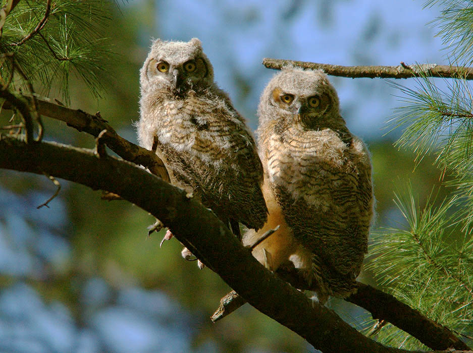 Pair of great horned owl fledglings