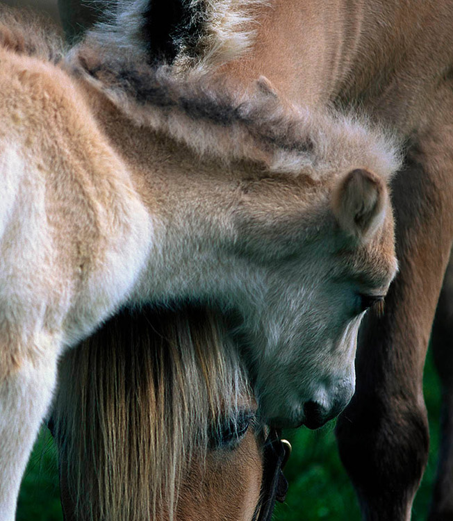 The Norwegian Fjord colt Oslo rests his head on mother Mira's neck