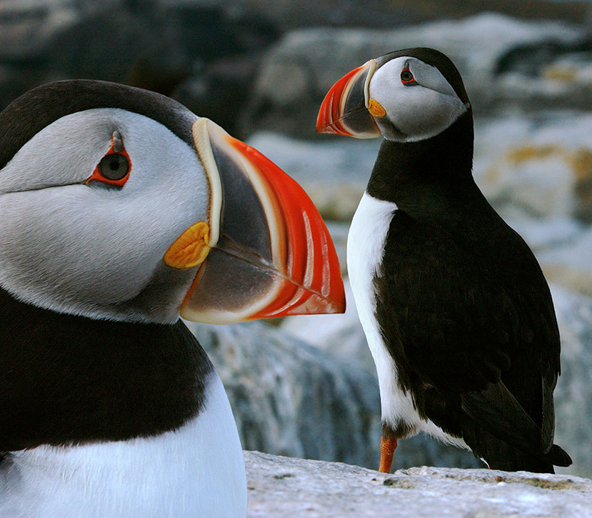 Puffins on Machias Seal Island